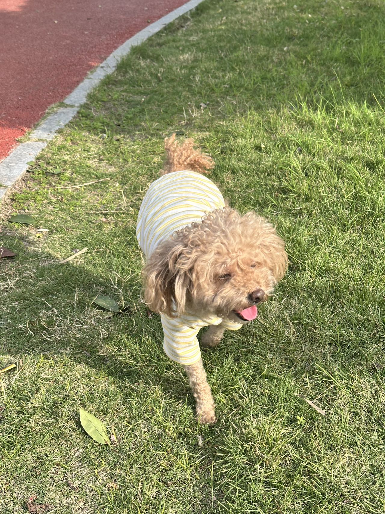 Project's tiny dog assistant